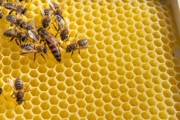 How Honeybee Hierarchies Keep the Hive Alive - A-Z Animals