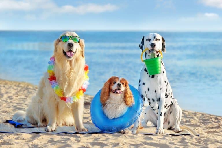 Three dogs at the pet friendly sea beach