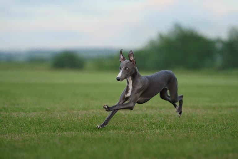 greyhound dog runs on the lawn. Whippet plays on grass. Active pet