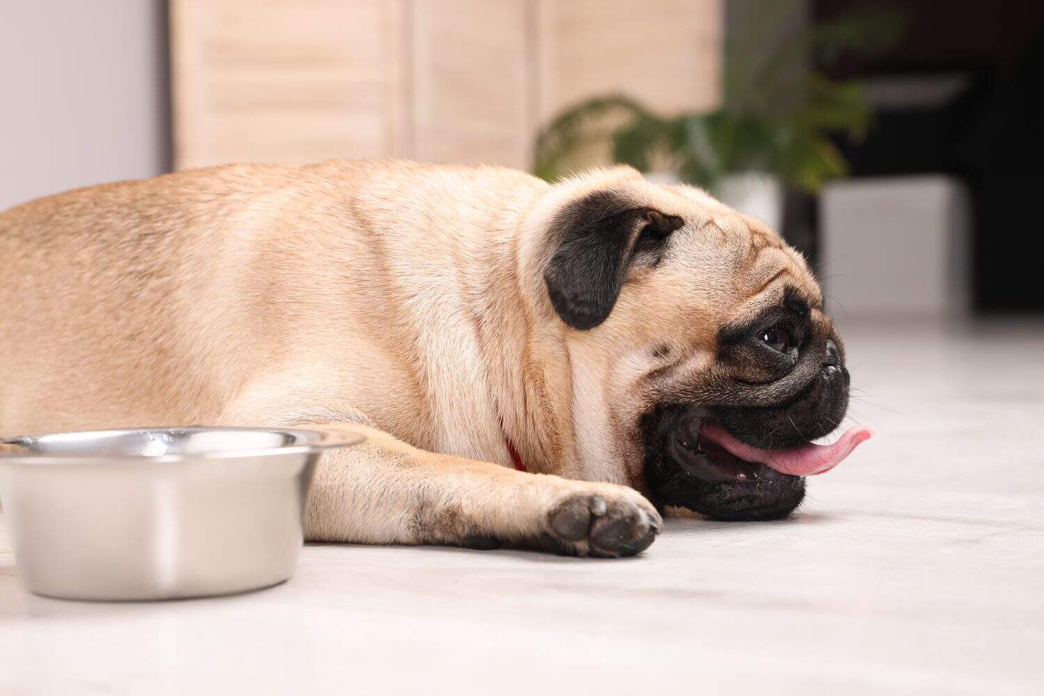 Cute pug dog suffering from heat stroke near bowl of water on floor at home