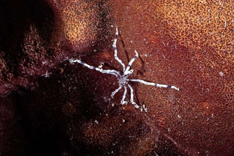 Sea spider is looking for food on the coral block