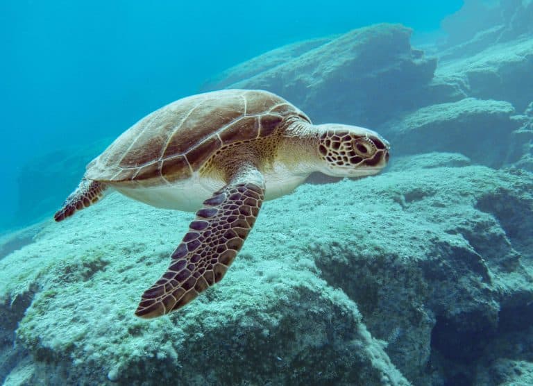 Green sea turtle - Chelonia mydas from Green Bay, Cyprus, Mediterranean Sea