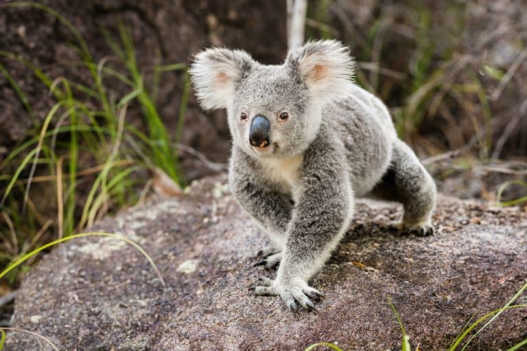 The koala or, inaccurately, koala bear is an arboreal herbivorous marsupial native to Australia - Magnetic Island, Queensland, Australia.