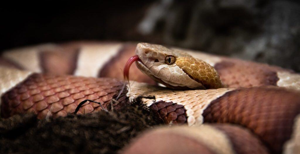 Eastern copperhead (Agkistrodon contortrix), close-up