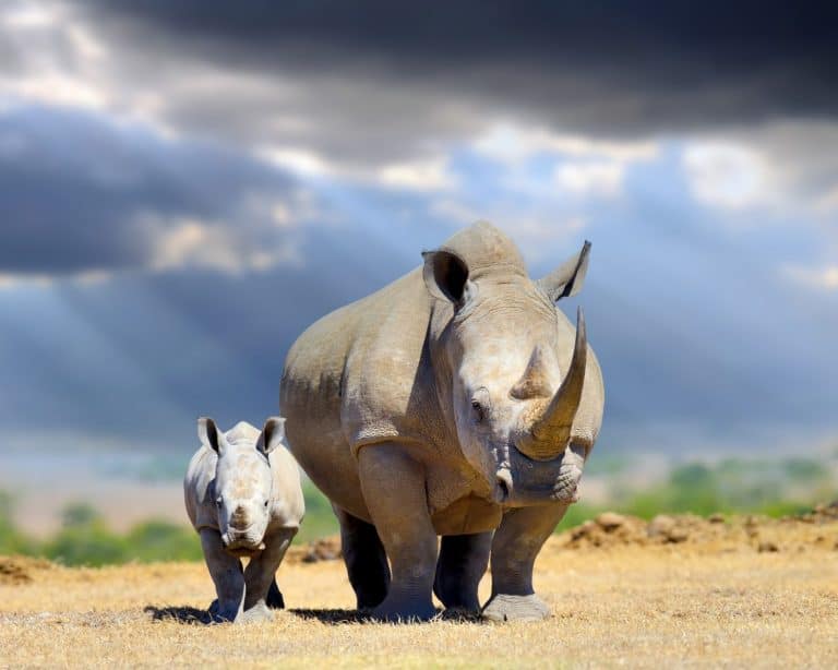 African white rhino with baby on storm clouds background, National park of Kenya, Africa