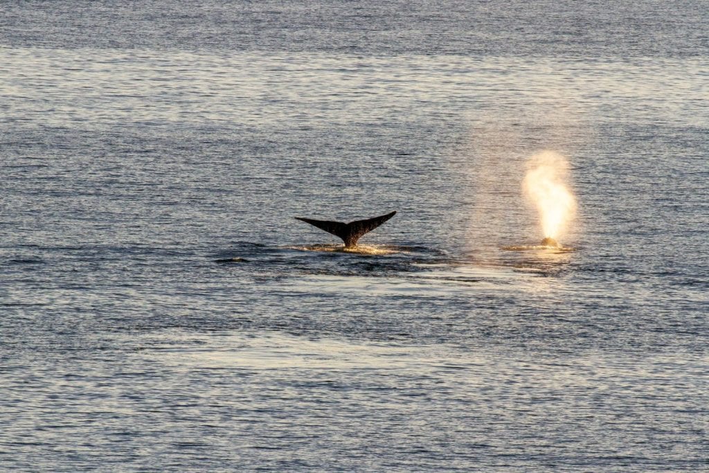 BLow and tail of bowhead whales swimming through Mackenzie Bay in Canada high arctic.