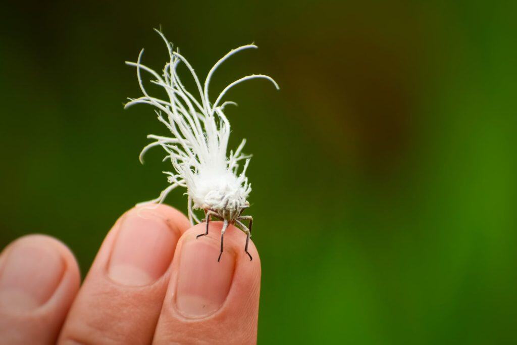 What Is the Popcorn Bug and Why Is It Covered in Wax? - A-Z Animals