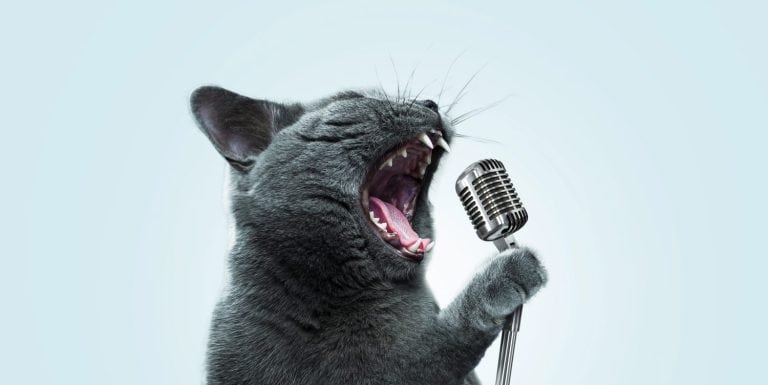 Funny emotional cat artist singing and holding a vintage metal microphone at a party on a pastel blue background. Pet singer, creative idea. Rockstar