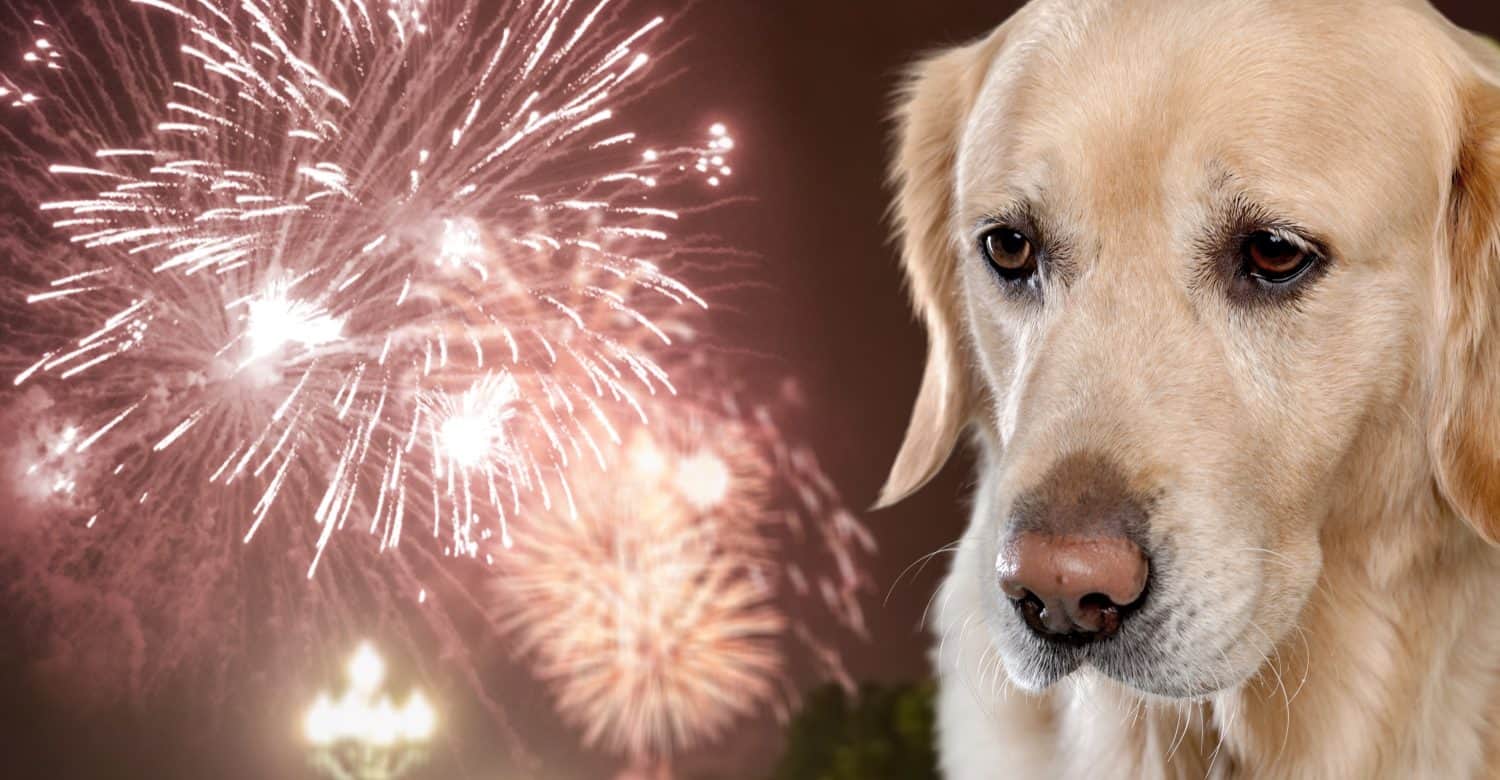 Young domestic Dog afraid of bright fireworks