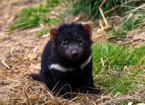 Baby Tasmanian Devil, endangered marsupial, with cute, curious gaze at Devils Cradle sanctuary in Tasmania near Cradle Mountain National Park