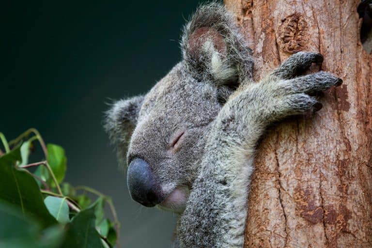 Koala sleeping in eucalyptus tree, Queensland, Australia close up