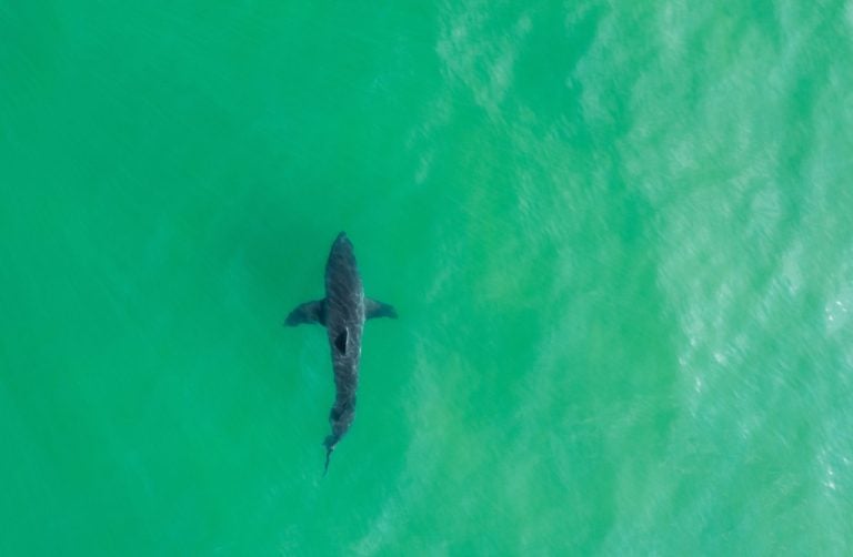 Aerial photo of a great white shark from Cape Cod, Massachusetts