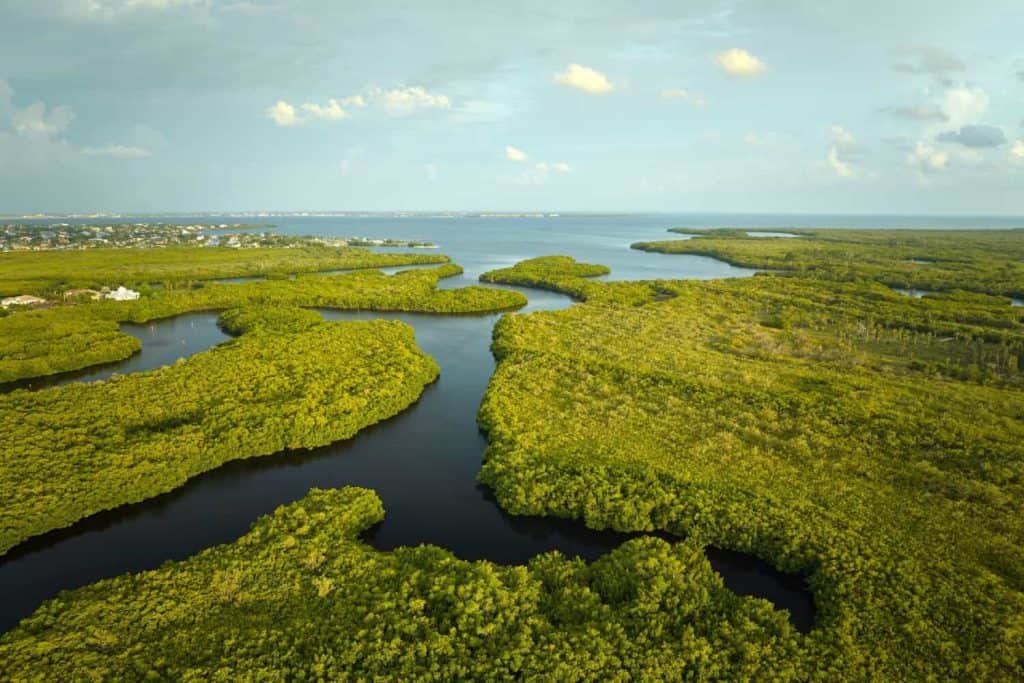 Overhead view of Everglades swamp with green vegetation between water inlets. Natural habitat of many tropical species in Florida wetlands