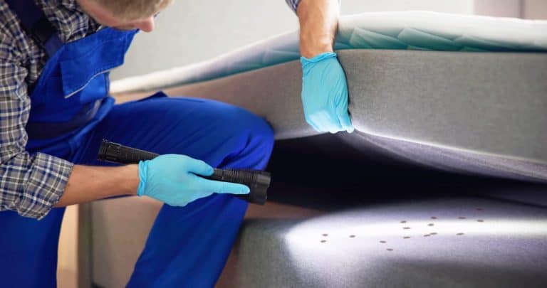 Bed Bug Infestation And Treatment Service. Bugs Extermination