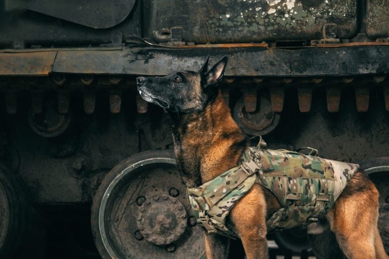 Malinois Dog in Bulletproof Vests against Military Equipment. Belgian Shepherd Malinois dog