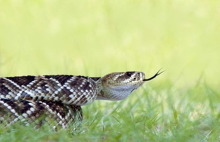 A beautiful portrait of a coiled eastern diamondback rattlesnake, Crotalus adamanteus, with its forked tongue out. Isolated on a natural blurred background. Copy Space.