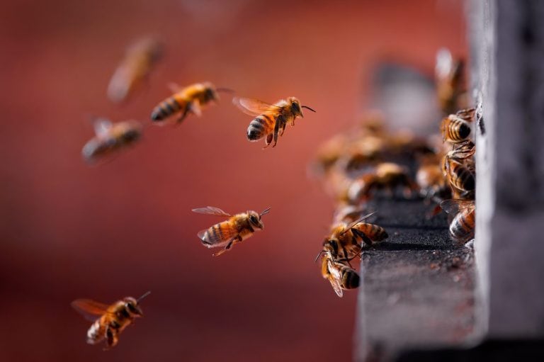 Beekeeping or apiculture, care of the bees, working hand on honey, apiary (also bee yard) with beehives and working beekeepers in australian outback, honey bee on the honeycomb or flying home.
