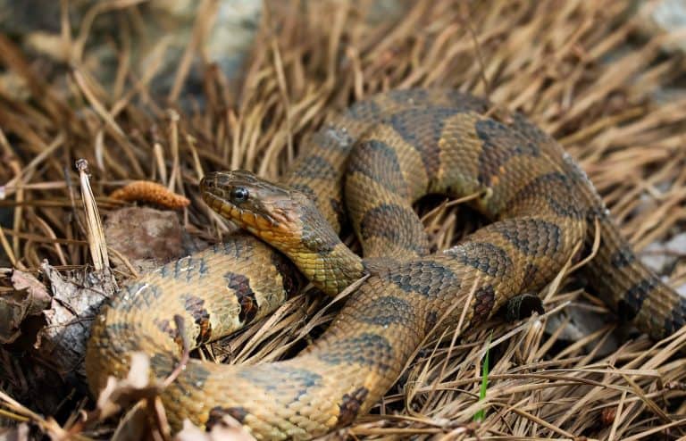 Brown water snake in the grass at a park in Rome Georgia.