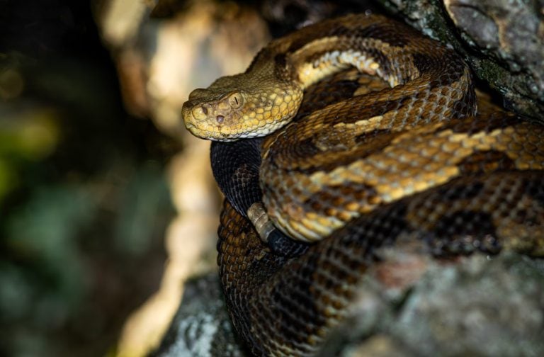 Timber rattlesnake at sunset coiled in a den crevice