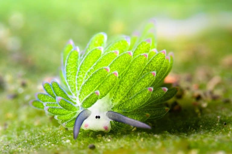 Costasiella Kuroshimae nudibranch sea slug