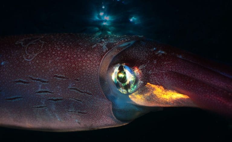 under water squid macro photo