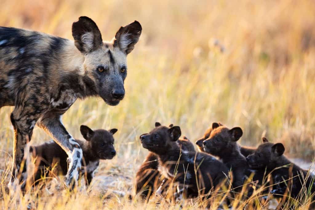 African wild dogs in African National parks (Zambia, Botswana, Namibia, Zimbabwe, South Africa)