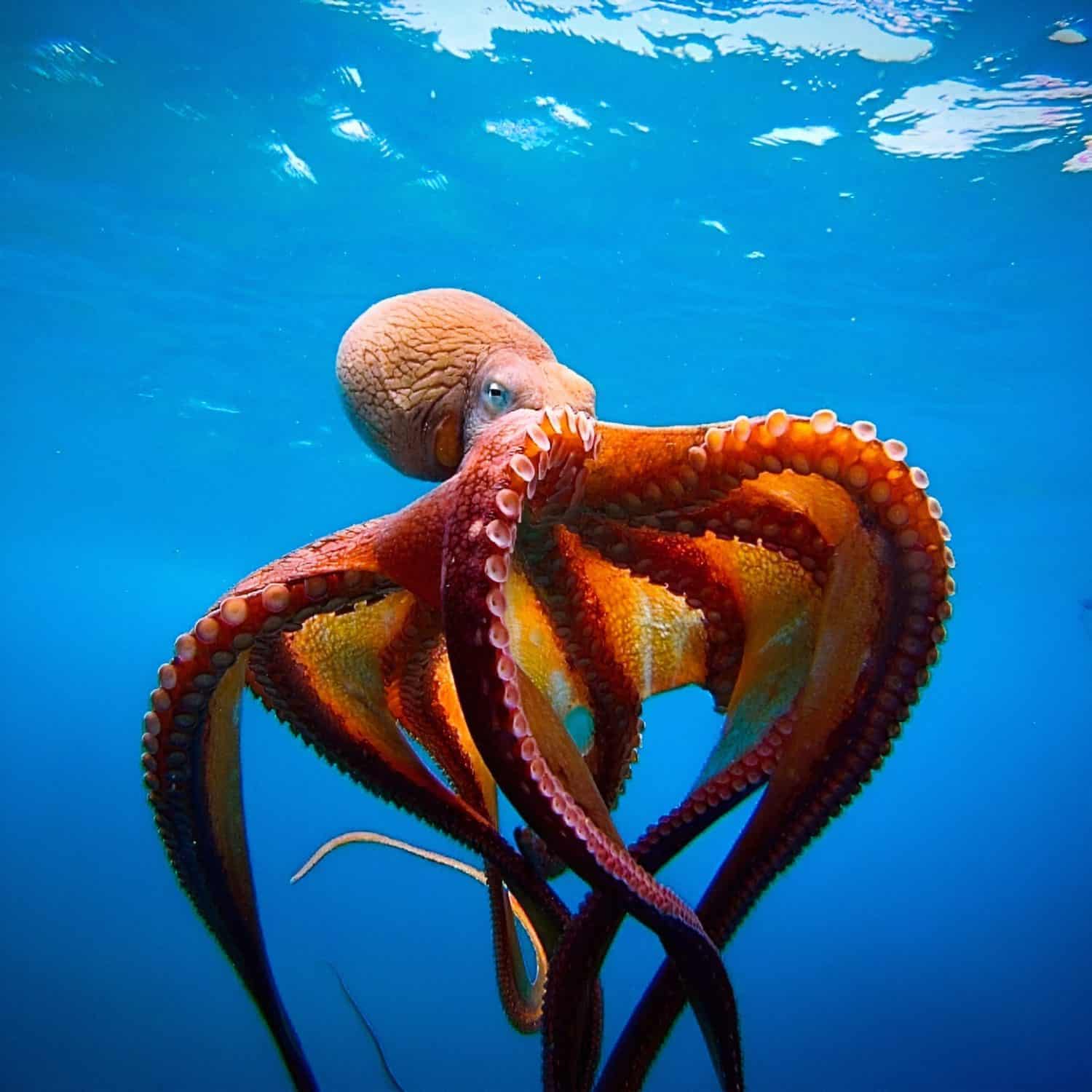 Nature Animals Dolphins Vs Octopus Which Animal Is Smarter Nature Animals Dolphins Vs Octopus Which Animal Is Smarter