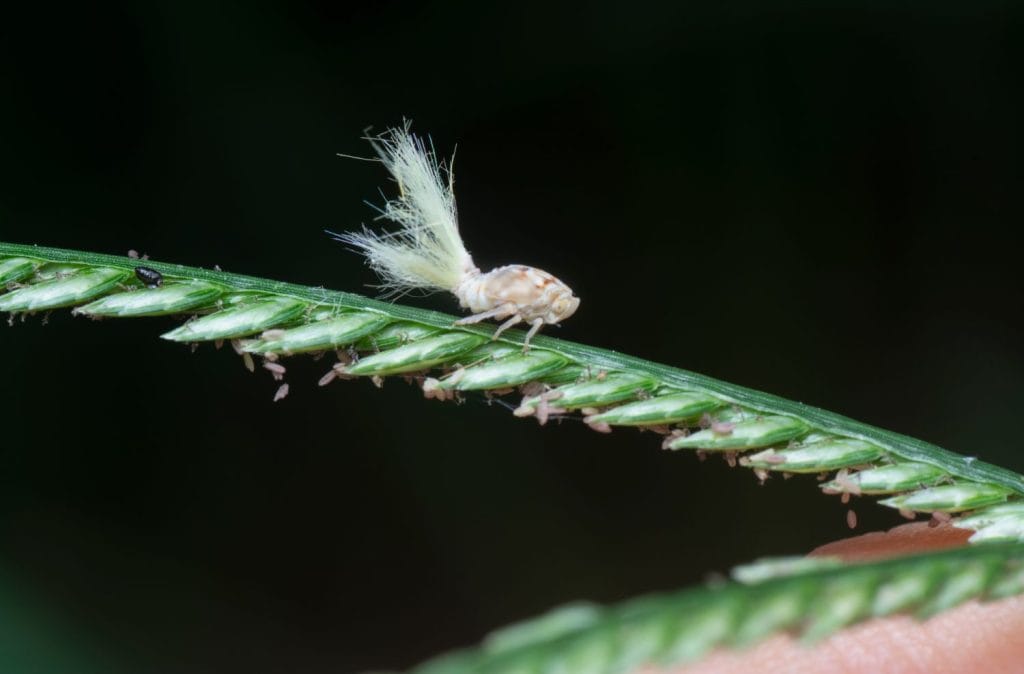 close shot of the white Flatid planthopper nymph
