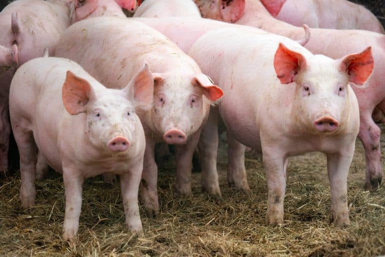 spotted, spotted pig, domestic pig, pigs, pigs, animal, farm, meat