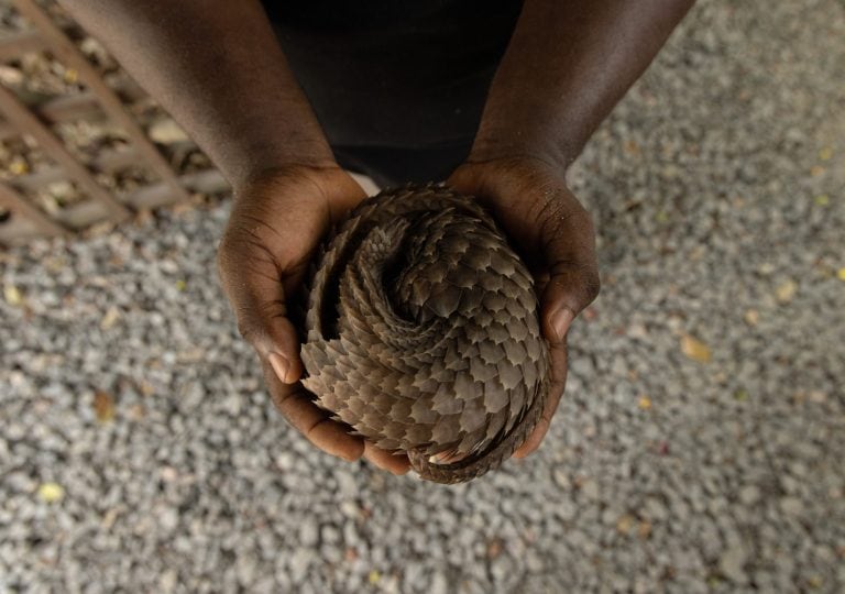 PANGOLIN NIGERIA WILDLIFE ENDANGERED RESCUE