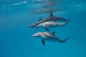 Common bottlenose dolphin tursiops truncatus underwater