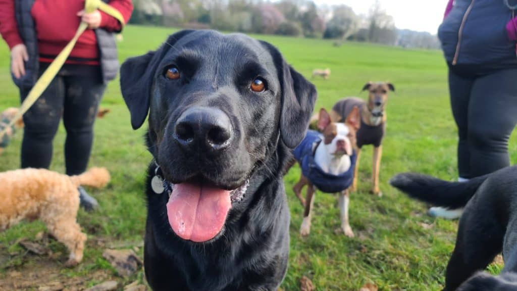 A pack of cute and happy dog friends of various breed, age and size are hanging out together in a green park on a sunny day enjoying their group dog walk - dog walking, pet sitting, dog day care