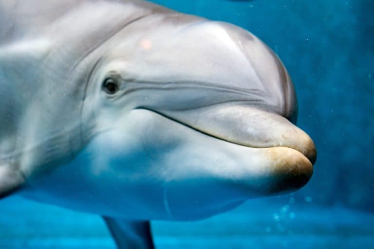 tursiop dolphin portrait detail of eye while looking at you from ocean