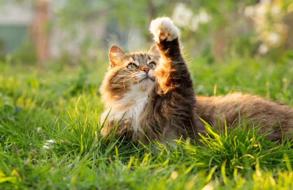 summer portrait of a fluffy Siberian red cat walking on nature in garden on background of green grass