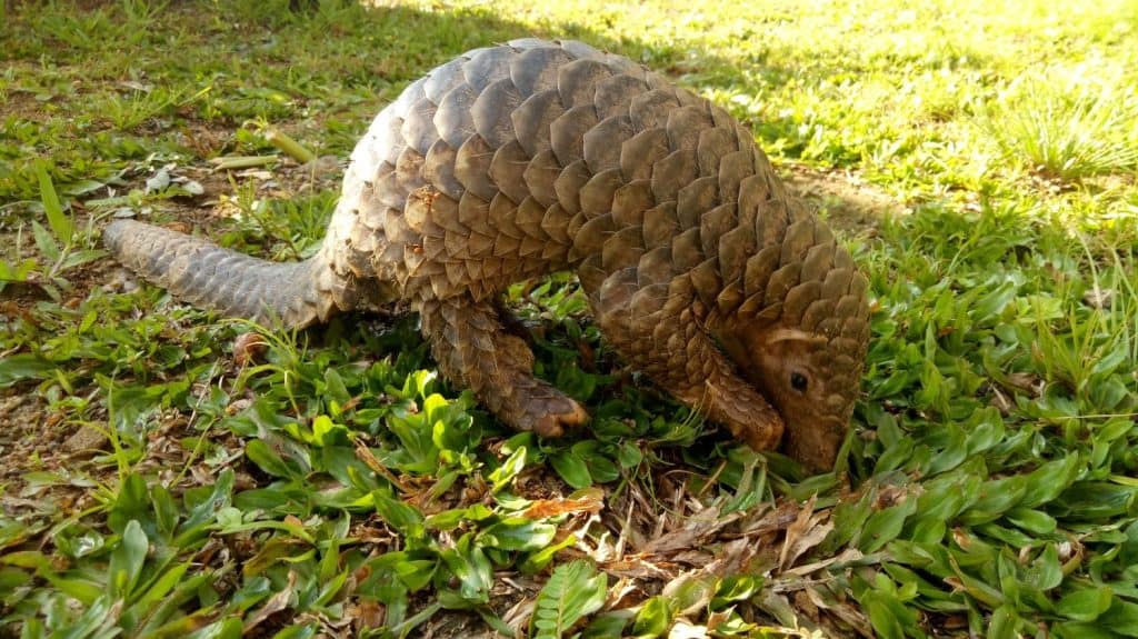 Pangolin (Manis javanica) is an insect predator