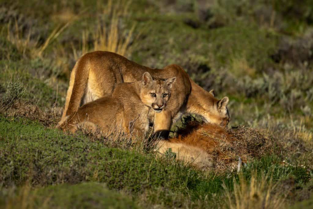 Two pumas with guanaco kill in scrubland