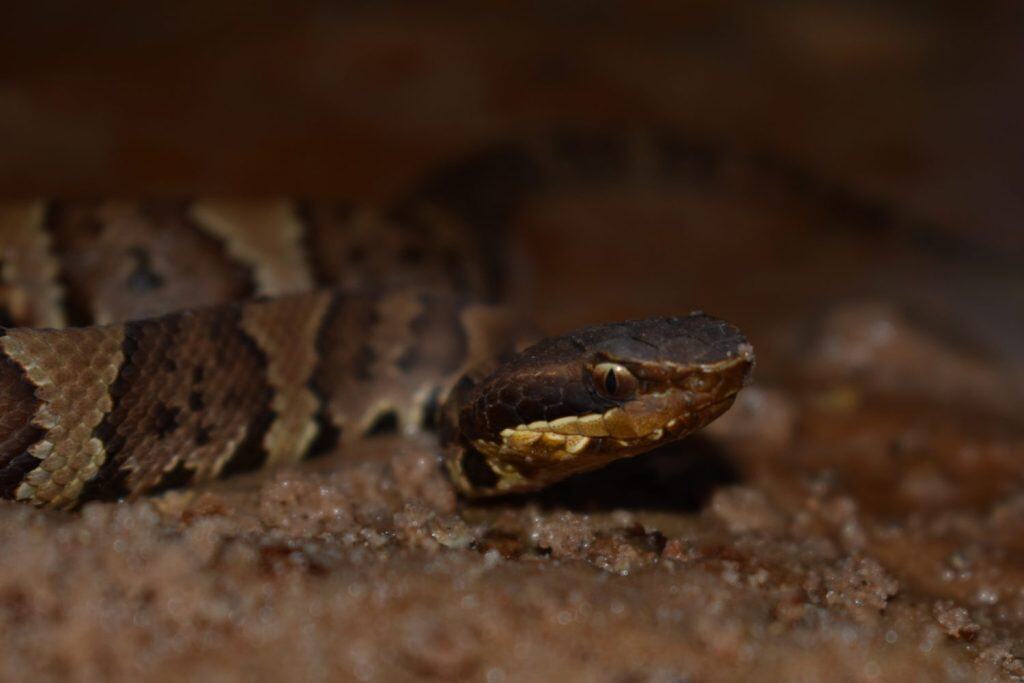 Juvenile Northern Cottonmouth (Agkistrodon piscivorus) herpetofauna