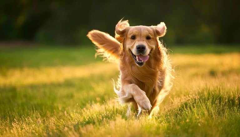 A golden retriever is playing in the grass.