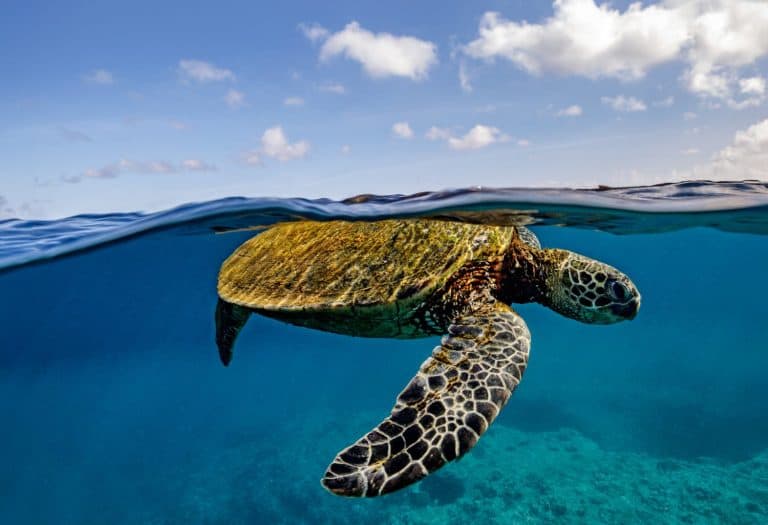 A green sea turtle in a horizontal underwater over-under shot with blue skies and fluffy clouds above, and the coral reef below.