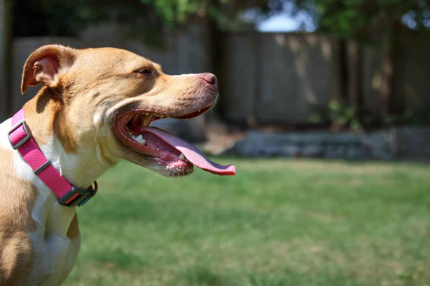 Panting dog in sunny backyard. Large puppy dog with open mouth and long pink tongue trying to regulate body temperatur. Protect pets from overheating. Female Boxer Pitbull mix. Selective focus.