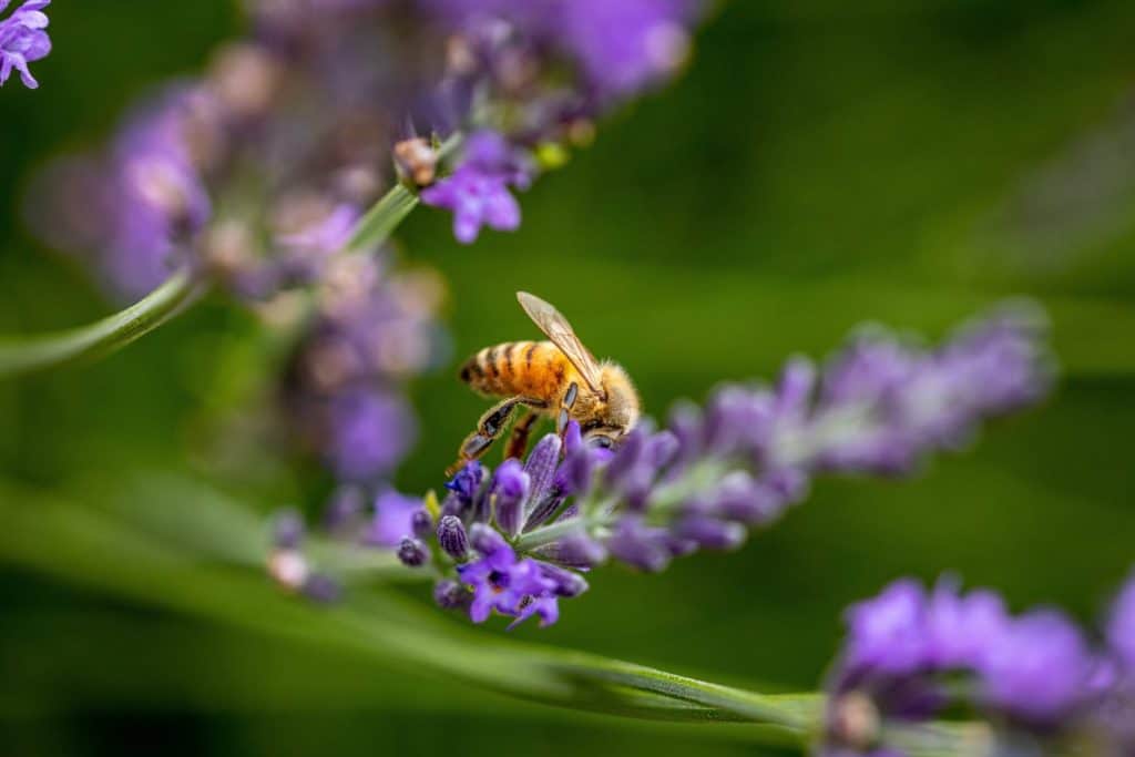 Macro, close-up photo of a beautiful vibrant honeybee eating nectar from lavenders and pollinating them