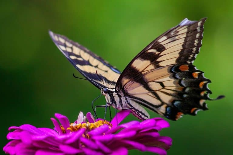 Beautiful butterfly pollinating on a pink zinnia flower