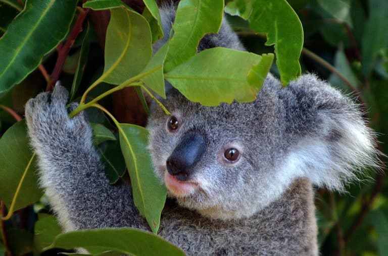 Cute Koala Joey baby cub climb on Eucalyptus gum tree to eat leaves looking at camera in Queensland Australia. No people. Copy space