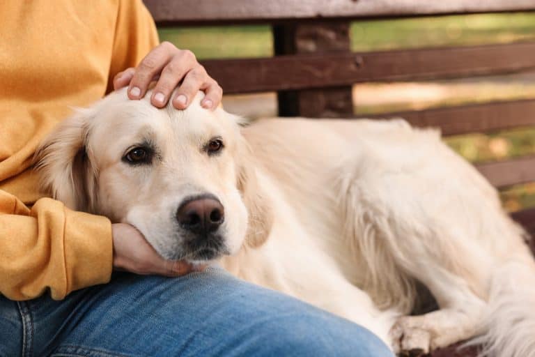 Man with cute Golden Retriever dog outdoors, closeup