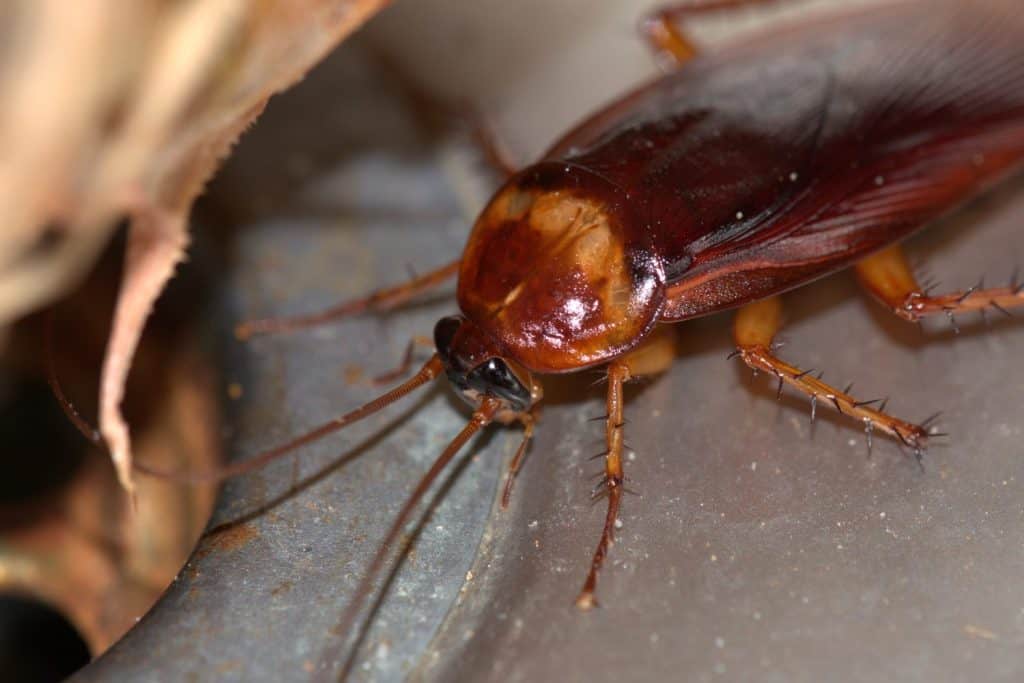 Why Cockroaches Are the Real Environmental Heroes - A-Z Animals