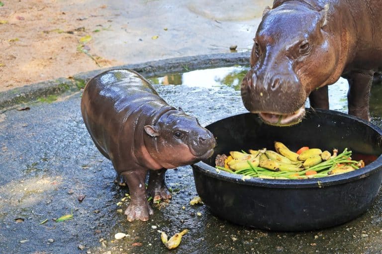 Curious baby Pygmy Hippo looking at her mommy eating fruits and vegetables