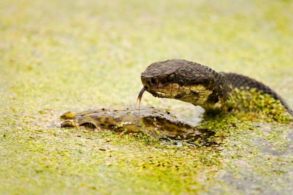 Water Moccasin (Agkistrodon piscivorus) tasting a male Bullfrog (Rana catesbeiana) with forked tongue. Shot at Brazos Bend State Park near Houston, Texas.