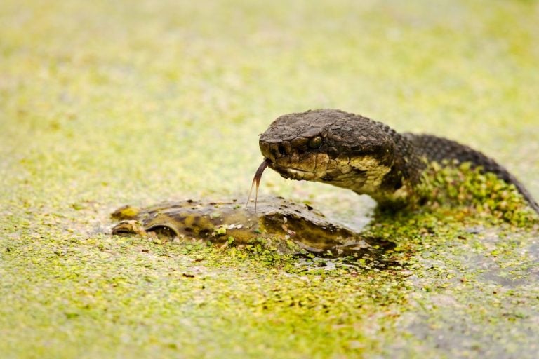 Water Moccasin (Agkistrodon piscivorus) tasting a male Bullfrog (Rana catesbeiana) with forked tongue. Shot at Brazos Bend State Park near Houston, Texas.