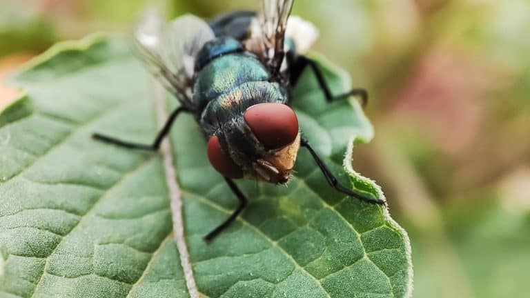 Chrysomya megacephala, more commonly known as the oriental latrine fly or oriental blue fly. Cochliomyia hominivorax, the New World screwworm fly