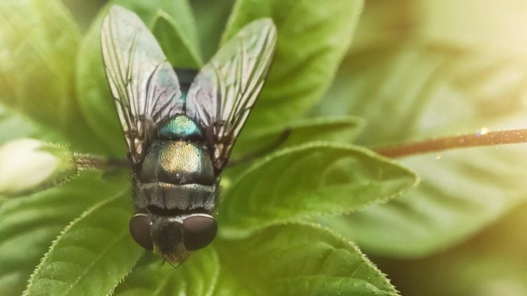 Chrysomya megacephala, more commonly known as the oriental latrine fly or oriental blue fly. Cochliomyia hominivorax, the New World screwworm fly